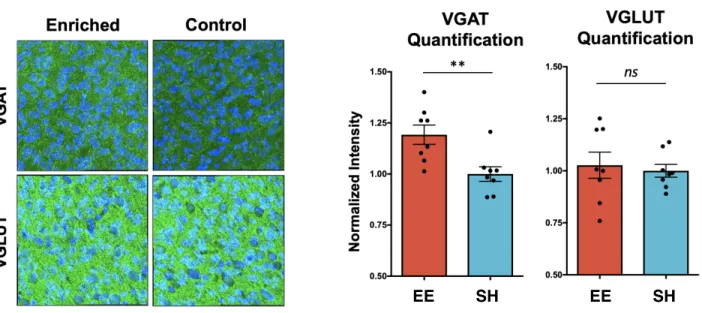 Figure 4b. Staining for VGAT, VGLUT (green) and DAPI (blue). Enriched mice show 