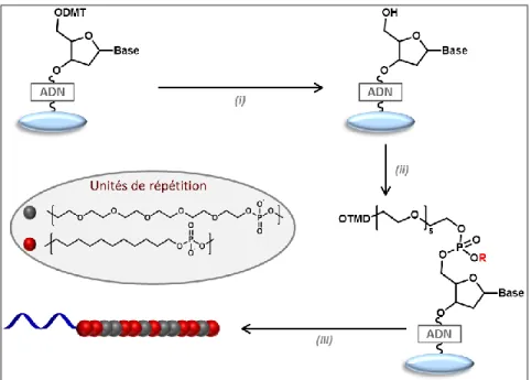 Figure 16 : Synthèse de polymères bio-hybrides par synthétiseur d’ADN sur surface de verre poreuse