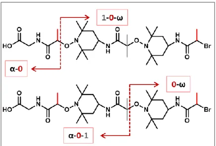 Figure 41 : Schéma de fragmentation en MS/MS pour l’oligomère *010+. Ce pentamère contient  2 liaisons alcoxyamines et  peut donc produire 4 fragments différents