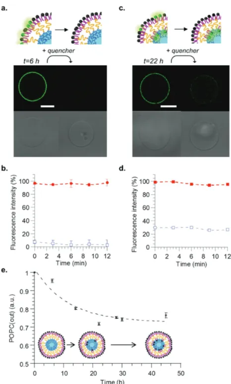 Figure  4a shows confocal images taken  6 h after vesicle formation. Before addition  of the quencher, the vesicles presented a  homogeneous green membrane upon  exci-tation at 488 nm