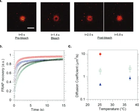 Figure 4c shows confocal images taken  22 h after vesicle formation, before and after  addition of sodium dithionite quencher