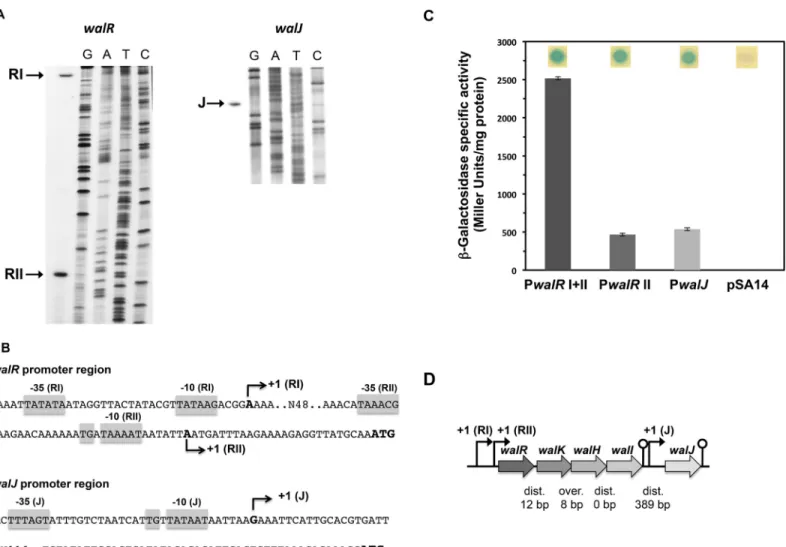 Fig 2. The walRKHI operon and the walJ gene are transcribed from σ A promoters. (A) Primer extension analysis of the walR (left panel) and walJ (right panel) mRNA