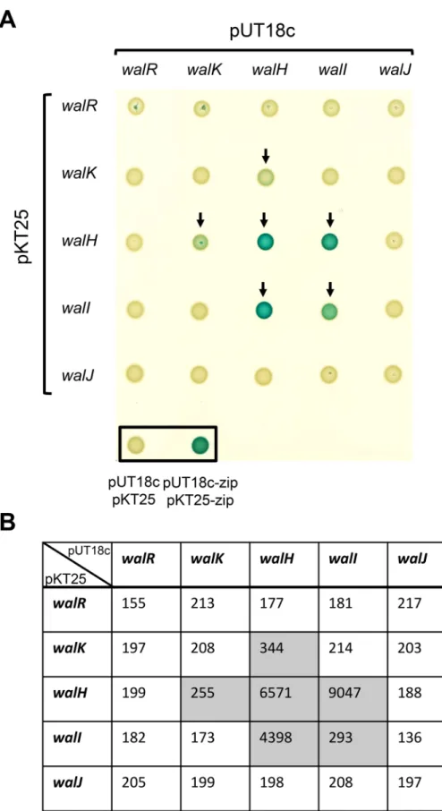 Fig 4. WalH interacts with both WalI and WalK. (A) The five Wal proteins (WalR, WalK, WalH, WalI, WalJ) were systematically tested for pairwise interactions in E