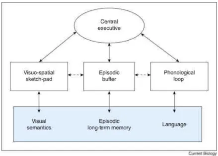 Figure 3. Schéma de la mémoire de travail (Baddeley, 2010). 