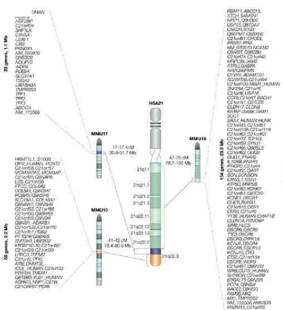 Figure 5. Répartition synténique des gènes murins orthologues aux gènes du chromosome  Hsa21 sur les chromosomes Mmu10, Mmu16 et Mmu17 (Antonarakis et al., 2004) 