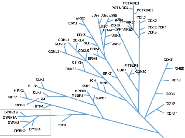 Figure 7. Arbre phylogénétique des classes de kinases CMGC avec un zoom sur la famille  des kinases DYRKs