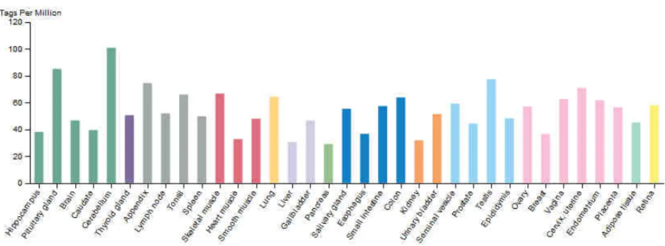 Figure  9.  Expression tissulaire  de  DYRK1A.  Données  issues  du  projet  FANTOM5  (The  human protein Atlas) 