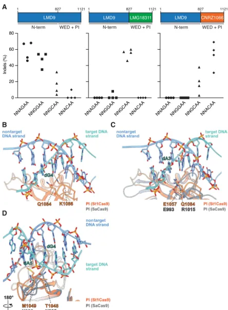 Figure 2. Structural basis for PAM specificity of engineered St1Cas9 variants with expanded targeting range