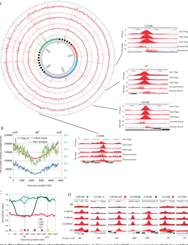 Fig 1. Topo IV binding pattern of replicating chromosome. A) Circos plot of the ChIP-seq experiments for ParC-flag and ParE- ParE-flag