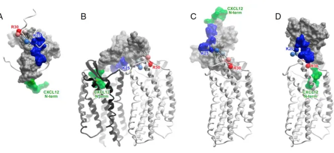 Fig 7. Molecular models and experimental designs of CXCR4:CXCL12 interaction. (A) NMR  structure of CXCL12 (skin mesh) in complex with the N terminus of CXCR4 (residues M1–