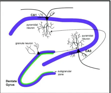 Fig.  1  Hippocampal  structure.  The hippocampus is composed of the dentate gyrus (DG) including  the subgranular zone (SGZ), and three Cornus Ammonis (CA) subfields that are called CA1, CA2 and CA3  (Joels,  Krugers  et  al