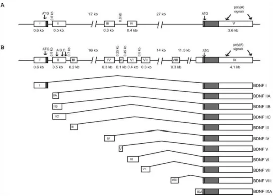 Fig. 4 Exon/intron structure and alternative transcripts of mouse and rat Bdnf genes.  A: 