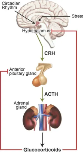 Fig.  6  Regulation  of  glucocorticoid  hormone  secretion  by  the  hypothalamic-pituitary- hypothalamic-pituitary-adrenal  (HPA)  axis  (Oakley  and  Cidlowski  2013)