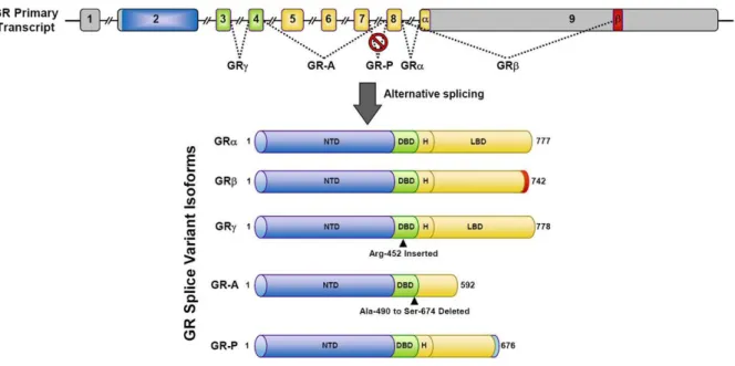 Fig. 7 GR splice variants (Oakley and Cidlowski 2013). The GR primary transcript is composed of  9 exons