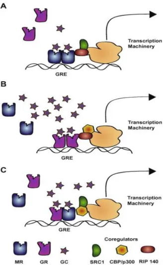 Fig 9. Simplified illustration of the mechanisms of glucocorticoid actions on the CNS (Le  Menuet and Lombes  2014)