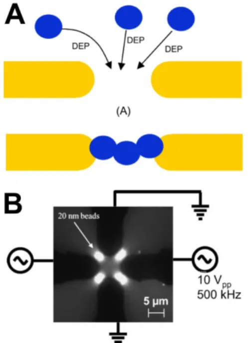 Fig. 5. A. Principle of nanoparticle trapping by dielectrophoresis using small-gap   electrodes