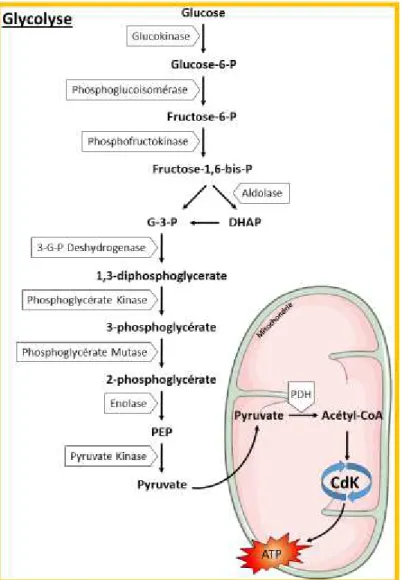 Figure 4 : La glycolyse hépatique.  