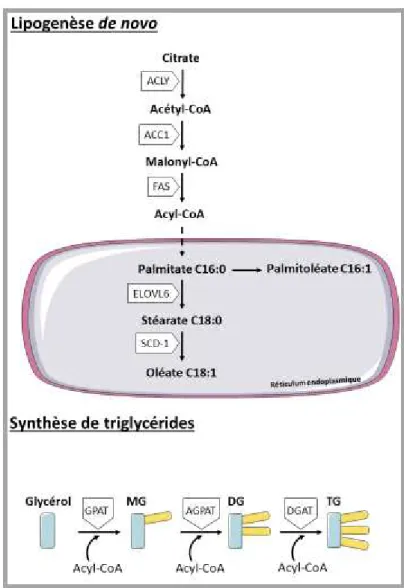 Figure 10 : La lipogenèse de novo et la synthèse de triglycérides hépatocytaire. 