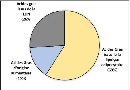 Figure 20 : Contribution relative des différentes sources d'acides gras au cours du développement de la stéatose
