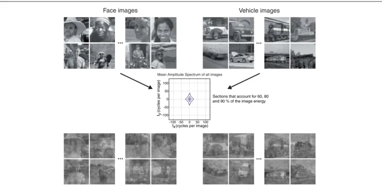 FIGURE 3 | Stimuli of Experiment 1. Examples of original images of faces and vehicles at the top