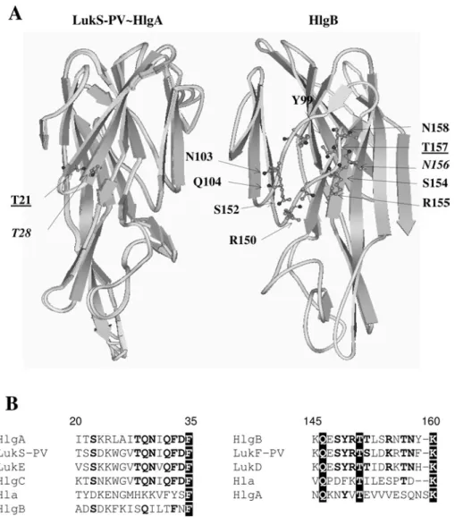 Figure 1 Basic three-dimensional structures and sequence alignment of leucotoxins