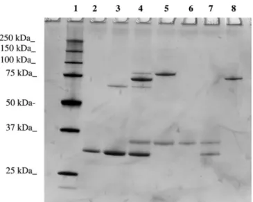Figure 2 Engineering and purification of the Hlg covalent heterodimer HlgA T28C–HlgB N156C