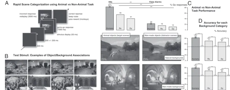 Fig. 1. Animal/Non-Animal categorization performance reached by human and monkey subjects on the ﬁ rst presentation of the test stimuli