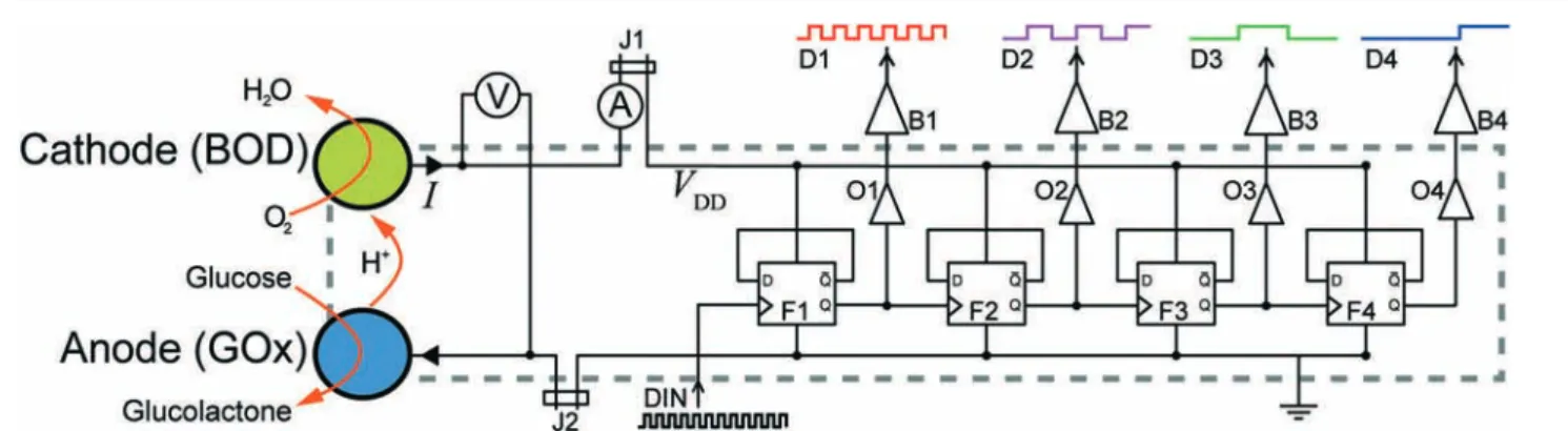 Fig. 1 Simplified schematic of the integrated μBFC (left) and ripple counter (right). Components within the dashed area are integrated on the chip.