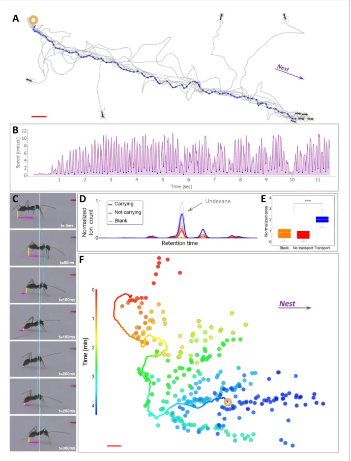 Figure 1. Scent mark detection. (A) A typical recruitment run. The first recruiter deposits a sequence of pheromone marks (blue dots) that span an entire path between the food (ring) and the nest