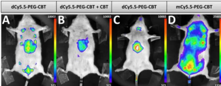 Fig. 4. In vivo images of lactating (A, B, D) or naïve (C) mice injected i.v. with 7.5  nmol of dCy5.5-PEG-CBT (A and C), 7.5 nmol of dCy5.5-PEG-CBT and 450 nmol of  CBT  (B)  or  7.5  nmol  of  mCy5.5-PEG-CBT  (D)  30  min  prior  to  the  imaging
