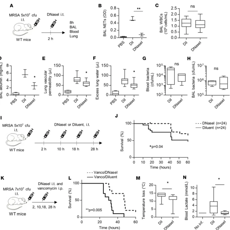 Figure 4. Degradation of NETs with DNase I reduces lung injury and improves survival. (A–H) WT mice were challenged with methicillin-resistant  Staphylococcus aureus (MRSA; 5 × 10 7  CFU, i.t.) and treated 2 hours later with DNase I (2,000 units, i.t.) to 