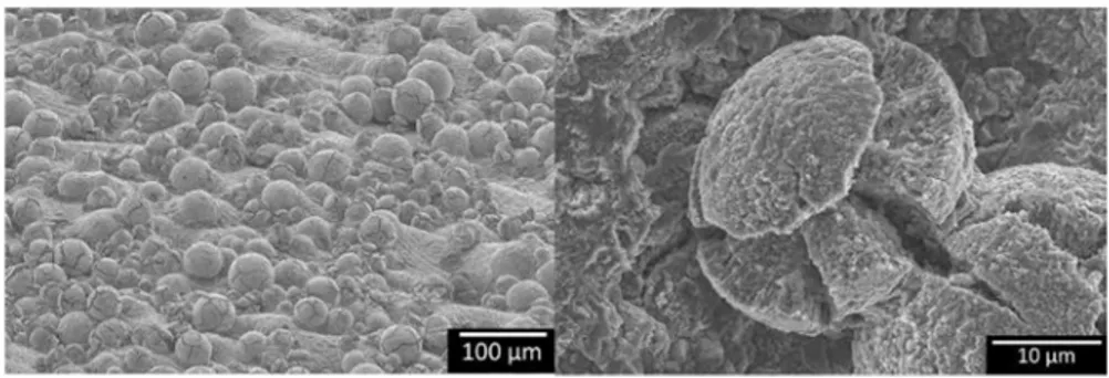 Fig. 6  Oxidized powder on as-built LBM samples oxidized 500 h at 600 °C 