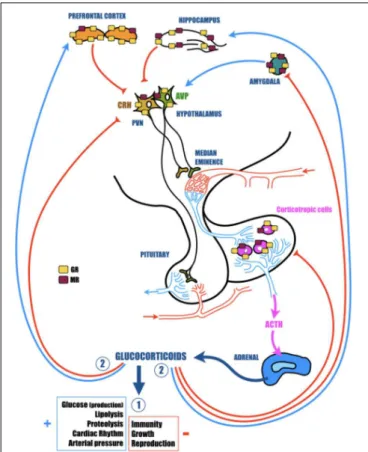FIGURE 1 | The hypothalamic-pituitary-adrenal (HPA) axis plays a vital role in adaptation of the organism to homeostatic challenge