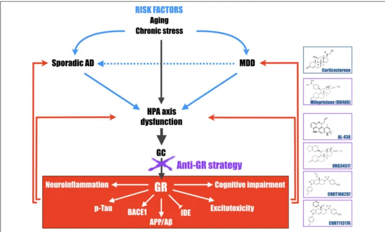 FIGURE 2 | Schematic representation of the central role of the hypothalamic-pituitary-adrenal (HPA) axis dysfunction, GC and GR in the development of major depressive disorder (MDD) and Alzheimer’s disease (AD)