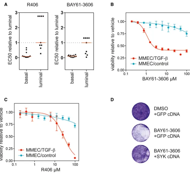 Figure 5. SYK kinase activity is specifically required in basal-like breast cancer cell lines.