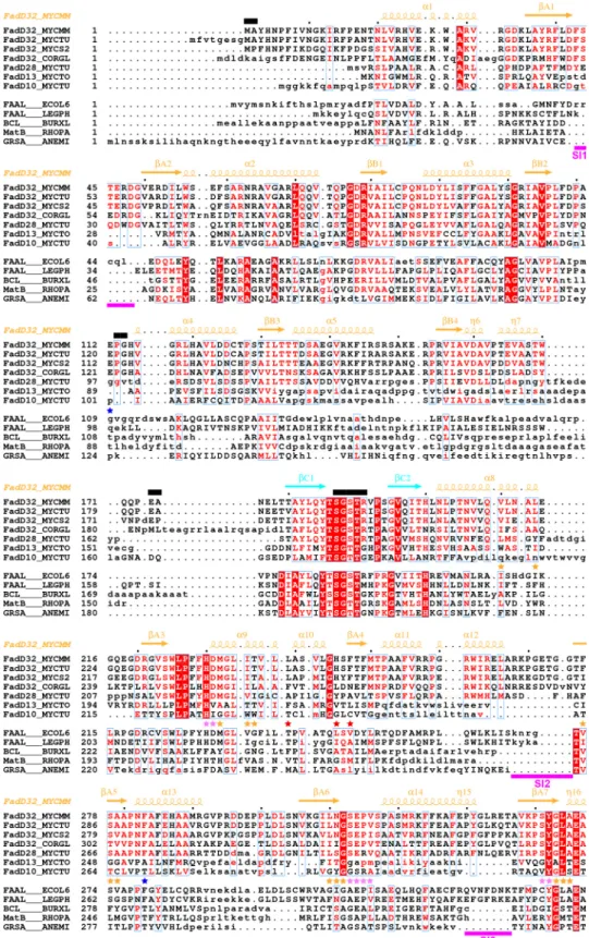 FIGURE 6. Structure-based alignment of the sequences of mycobacterial FadDs with those of other adenylate-forming enzymes