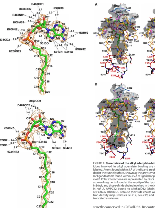 FIGURE 9.Stereoview of the alkyl adenylate-binding site of FadD32. Res- Res-idues involved in alkyl adenylate binding are represented as sticks and labeled