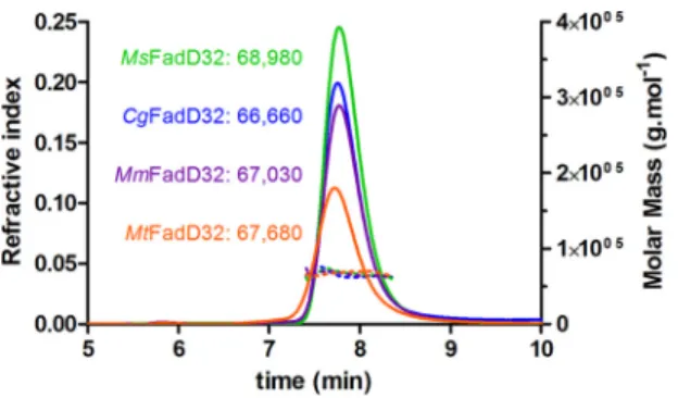 FIGURE 4. SEC-MALS experiments on FadD32 enzymes. Continuous lines represent the variation of refractive index against elution time from the size exclusion column for MtFadD32 (orange), MmFadD32 (purple), MsFadD32 (green), and CgFadD32 (blue)