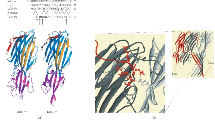 Figure 1: Structural features of the N-terminal extremities of staphylococcal bipartite leukotoxins and α-toxin