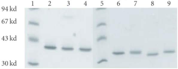 Figure 3: Oligomers formed by PVL and modified toxins.