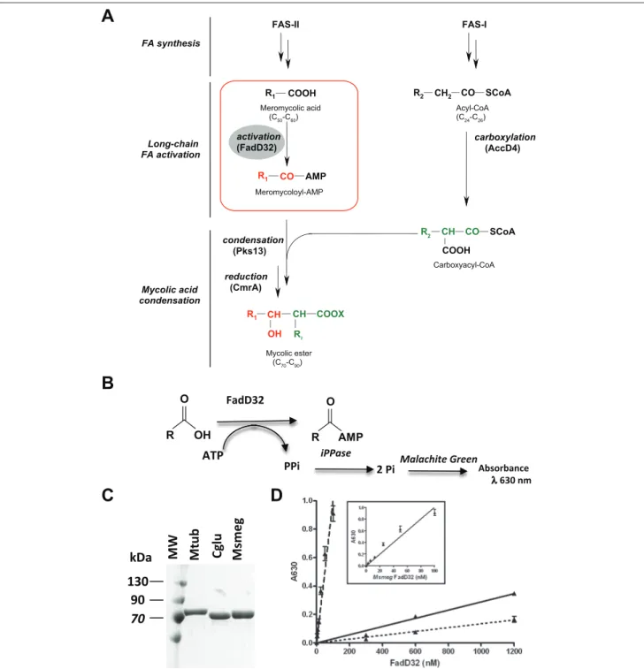 Figure 1. The FadD32 activity, purification, and assay adaptation. (A) Role of FadD32 in the biosynthesis of mycolic acids