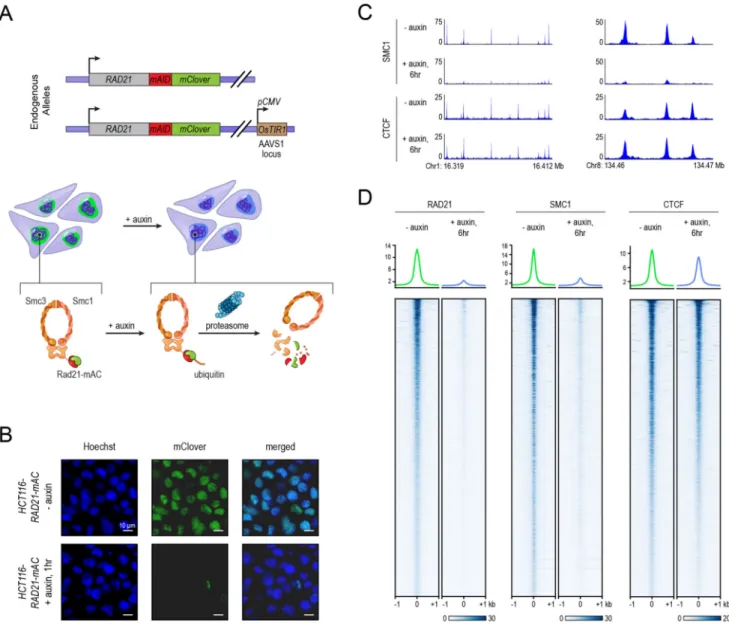 Figure 1. Tagging of endogenous RAD21 with an auxin-inducible degron allows for rapid, near  complete cohesin loss