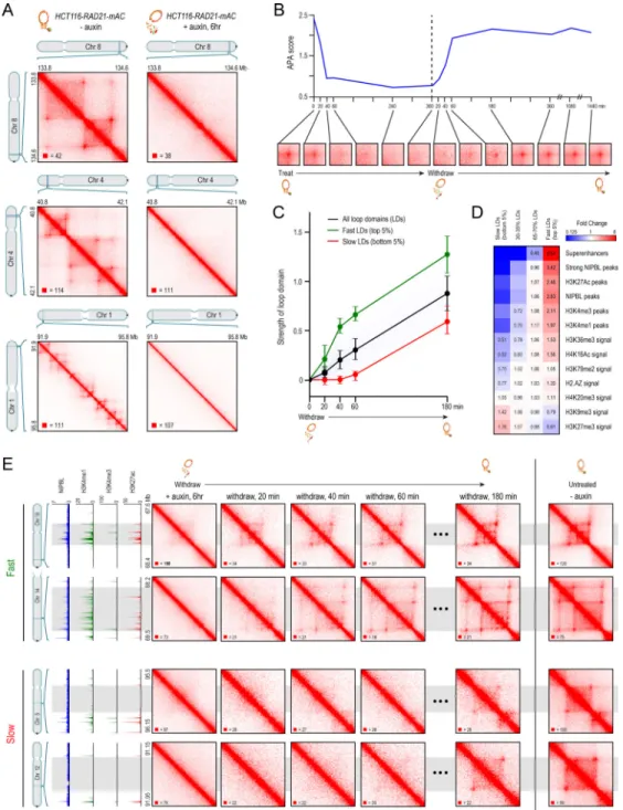 Figure 2. Cohesin degradation eliminates loop domains
