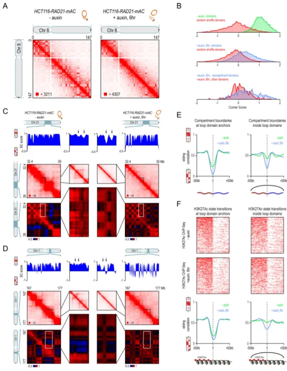 Figure 3. Genome compartmentalization is strengthened after cohesin degradation