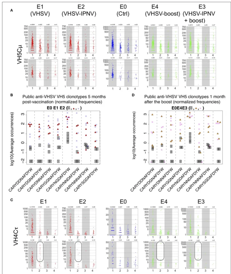 FIGURE 4 | Effect of IPNV immunization on VH5/Cµ and VH4/Cτ repertoires in VHSV vaccinated fish