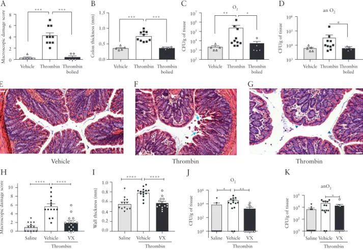 Figure 2.  Colonic macroscopic damage score [A and H], colon thickness [B and I], aerobic [C and J], and anaerobic [D and K] bacteria translocated to mesenteric  lymph nodes, distal colon histological sections [E, F, G] in mice that have received daily int