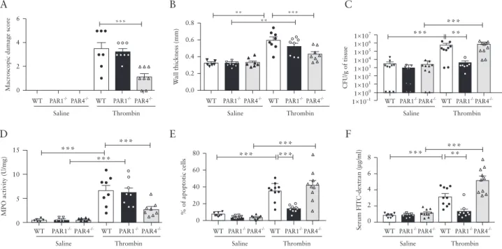 Figure 3. Colon macroscopic damage score [A], wall thickness [B], bacterial translocation to mesenteric lymph nodes [C], myeloperoxidase [MPO] activity [D],  percentage of apoptotic cells [E], and FITC-dextran passage to blood [F] in PAR1-deficient mice [P