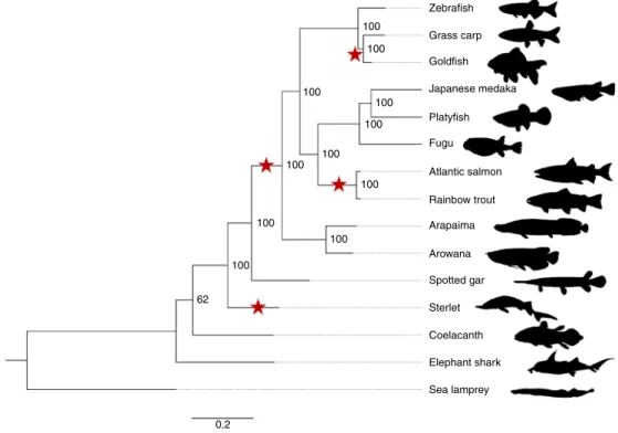 Fig. 1 | Phylogeny of sterlet and related species. Species tree built using RAxML on the basis of 47 one-to-one orthologues