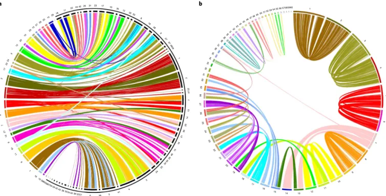Fig. 2 | Homology and homeology relationships of sterlet chromosomes. a, Chord diagram displaying the gene orthologies between 29 spotted gar  chromosomes (left, coloured) and 60 sterlet chromosomes (right, black, bracketed by outer black partial circle) o