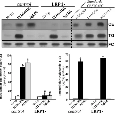 Fig. 1. Effect of VLDL + IDL and AgLDL on intracellular neutral lipid content of control and LRP1 deﬁcient (LRP1−) HL-1 cells